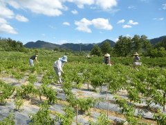 是现代农业科技成长的向